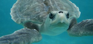 Meeresschildkröten werden ganz schön alt. (Bild: AP)