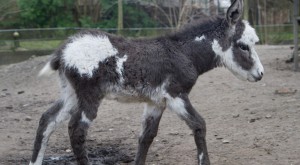 Der Hausesel, der im Zoo in Stralsund geboren ist, erobert sein Gehege. (Foto: dpa)