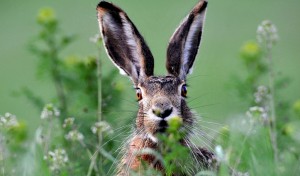Hasen sind Pflanzenfresser. Besonders gern naschen sie die frischen Knospen und Triebe von Sträuchern und auch Wildkräuter. (Foto: dpa)