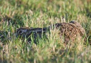 Feldhasen ducken sich, um sich zu verstecken. (Foto. dpa)