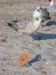 Lars und Erik haben Karli mit zum Ostsee-Strand – und den Möwen genommen.