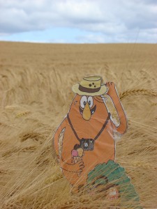 Kuckuck! Karli versteckt sich im Getreide in Mecklenburg-Vorpommern.