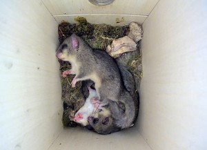 Kuschelig. Drei Siebenschläfer in einem Nistkasten. (Foto: Nabu)