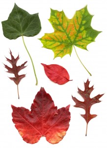 Herbstlaub Freisteller groß - Kopie