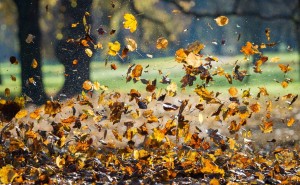 Mit Blättern benötigt der Baum mehr Wasser als ohne. Deswegen muss er die Blätter am Ende des Herbstes loswerden. (Foto: dpa)