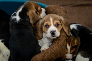 Bei reinrassigen Hunden muss man gut aufpassen. (Foto: dpa)