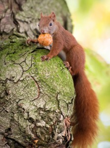 KINA - Viel Arbeit im Herbst