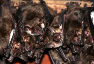 Fledermaus Haus Eitorf