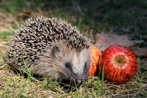 Igel in einem Garten unterwegs