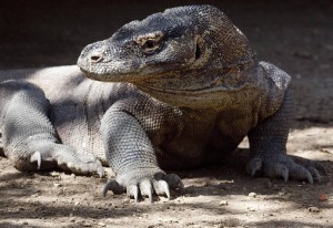 3000 Tierarten gibt es in Indonesien. Darunter sind auch exotische wie der Komodowaran. (Foto: dpa)