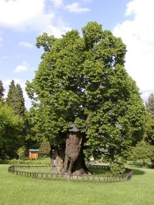 Winterlinden können bis zu 1000 Jahre alt werden. (Foto: Wikipedia Commons)