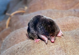 KINA - Ständig hungrig - Maulwürfe schlafen fast nie