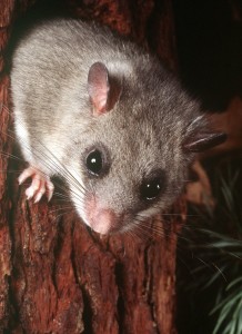 KINA - Wusstest du, dass...? - Tier und Tag