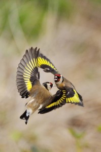 Der Stieglitz ist Vogel des Jahres. (Foto: dpa)