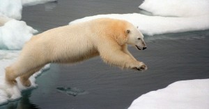Der Klimawandel sorgt dafür, dass den Eisbären der Boden unter den Füßen wegschmilzt. (Foto: dpa)