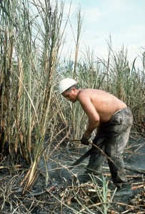 Zuckerrohr wächst hauptsächlich in tropischen Gebieten. (Foto: dpa)
