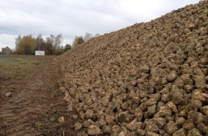 Theoretisch könnte man aus allen Pflanzen Zucker gewinnen. In Zuckerrüben ist aber besonders viel davon. (Foto: dpa)