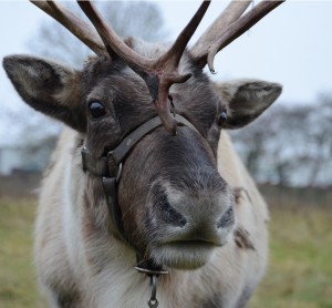 Auch Weibchen haben ein Geweih. Das von Männern ist alerdings größer. (Foto: dpa)