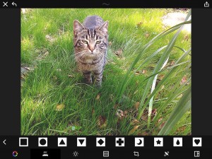 Ein Foto, verschiedene Effekte: Das ist die katze Peach. (Foto: Haubner)