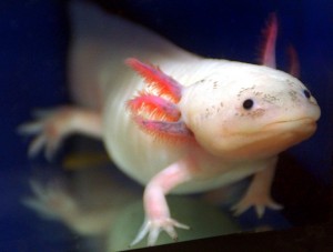So sieht ein Axolotl aus. (Foto: dpa)
