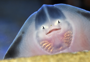 Mund und Augen? Nein, das sind Mund und Nasenlöcher des Baby-Rochen. (Foto: dpa)