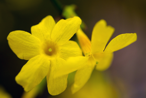 Winterjasmin