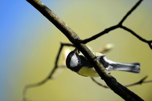 Hast du schon Meisen gesehen? (Foto: dpa)