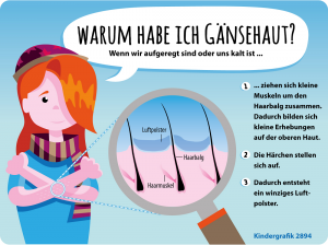 So entsteht Gänsehaut. (Grafik: dpa)