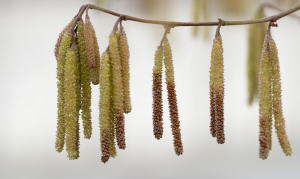 Lange Kätzchen am Haselnussstrauch (Foto: dpa)