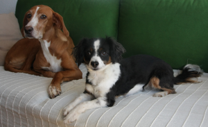 Dicke mit den Menschen: Hunde (Foto: dpa)
