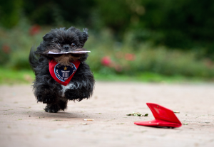 Hunde haben öfters Bock auf Tricks. (Foto: dpa)