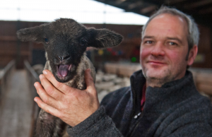 Dieses Lamm ist schon ein wenig älter. 