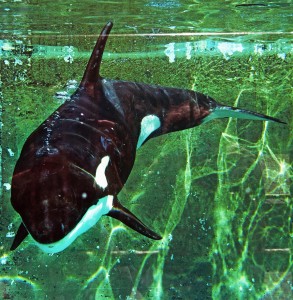 Orcas sind geschickte Jäger.