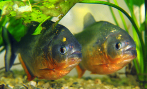 Die Fische werden ganz schön alt. (Foto: dpa)
