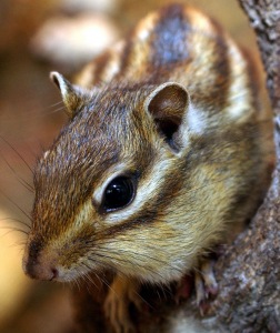 Streifenhörnchen putzen gern. (Foto: dpa)