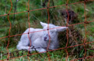 Bauern und Schäfer müssen ihre Tiere gut einzäunen. (Foto: dpa)