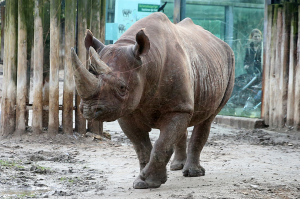 Taco ist Behlerts Liebling (Foto: Goyert)