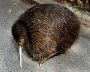 Kiwis sind zum Knuddeln! Aber man kriegt die Tiere nur sehr, sehr selten zu sehen. (Foto: dpa)