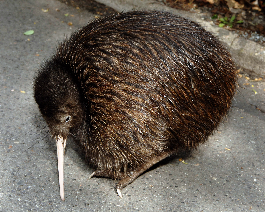 Der Kiwi: Ein schräger Vogel ohne Flügel | Duda.news, image size:1100x879