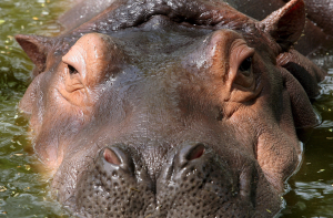 Nilpferde halten auch Nickerchen im Wasser. (Foto: dpa)