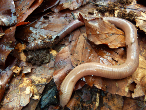 Für den Garten sind Regenwürmer super. (Foto: dpa)