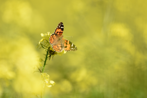 Die richtigen Pflanzen locken Schmetterlinge an. (Foto: dpa)