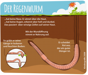 So lebt der Regenwurm (Foto: dpa)