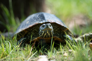 Behäbig an Land (Foto: dpa)