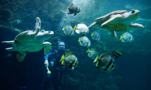 Elegant im Wasser (Foto: dpa)