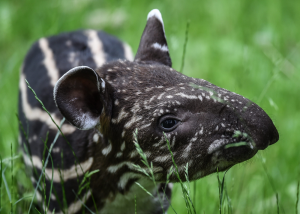 Als Jungtiere sind Tapire gestreift. (Foto: dpa)