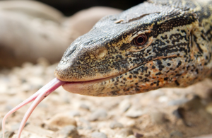 Warane haben eine gespaltene Zunge. (Foto: dpa)