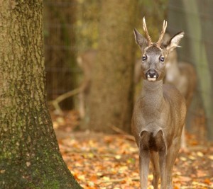 Männliche Rehe heißen Rehbock - nicht Hirsch (Foto: dpa) 