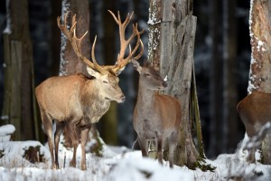 Rothirsche haben große Geweihe (Foto: dpa)