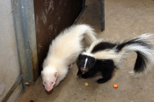 Auch Albino-Stinktiere (links) gibt es. (Foto: dpa)